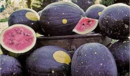 黑料-今日黑料 吃瓜是什么意思,网络热词背后的文化现象